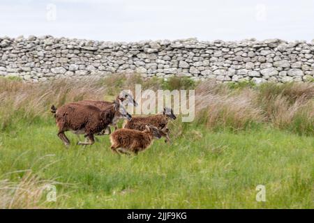 Soay pecora sulla corsa, Lundy Island Foto Stock