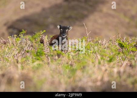 Carino agnello, soay pecora su Lundy Foto Stock