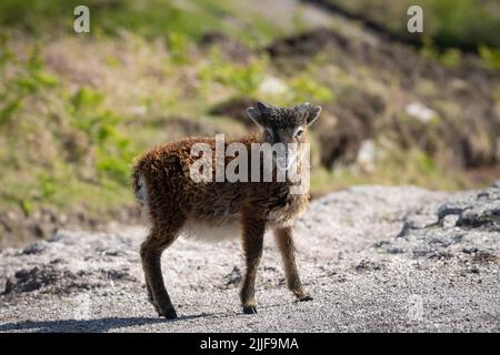 Curioso giovane pecora di zizzone su Lundy Foto Stock