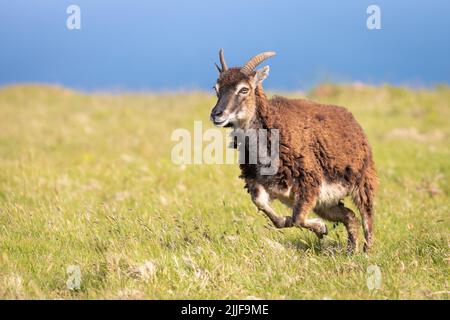 Soay pecora sulla corsa, Lundy Island Foto Stock