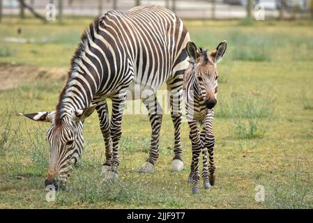 Madre e bambino zebra di Grevy pascolo nello zoo di Marwell Foto Stock