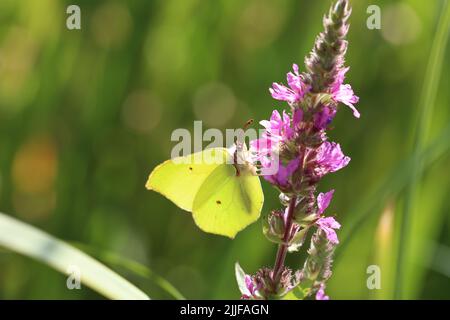Belle farfalle sedersi su fiori e bere nettare. Foto Stock