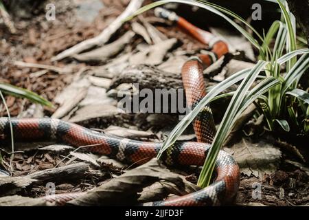 Un bel serpente del re sinaloano sulla terra Foto Stock