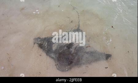 Popolare attrazione turistica a balzare vicino alla riva a Hamelin Bay Western Australia Foto Stock