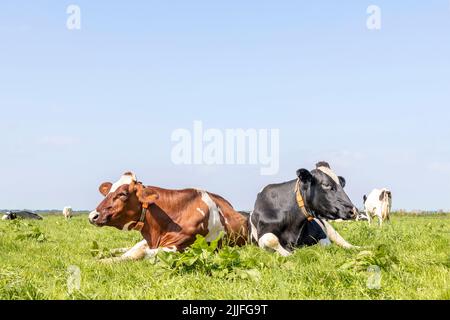 Due mucche sono accoglienti insieme pigre adagiate nell'erba di un campo, rilassate l'una accanto all'altra, colore nero e rosso diversità Foto Stock