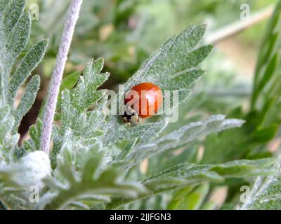 Ladybug rosso su una foglia verde, primo piano di un ladybug con sfondo sfocato verde, scarabeo ladybird, foto di insetti macro Foto Stock