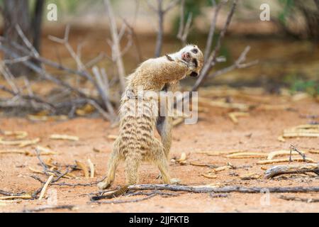 2 baby meerkat (Suricata suricatta) playfight in posizione verticale. Kalahari, Transfrontier National Park, Sudafrica Foto Stock