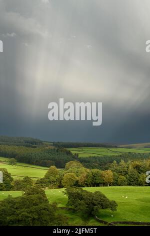 Paesaggio rurale Wharfedale (illuminazione atmosferica, alberi eterei di ruscello del sole, nuvoloso dopo la pioggia, boschi e terreni agricoli) - Yorkshire, Inghilterra, Regno Unito. Foto Stock