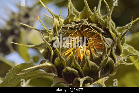 Girasole in procinto di aprirsi (Girasole ELITE Sun F1) Foto Stock