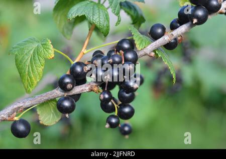 Bacche di ribes nero mature con lievito verde su un ramo in giardino. Il concetto di giardinaggio organico. Primo piano, messa a fuoco selettiva. Foto Stock