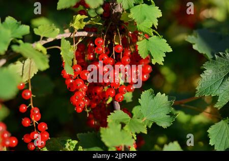 Primo piano di bacche di ribes rosso mature con lievito verde su un ramo. Concetto di coltivazione del proprio cibo biologico. Foto Stock