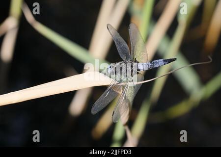 Gomma scarsa (Libellula fulva). Slåensø, Danimarca. Foto Stock