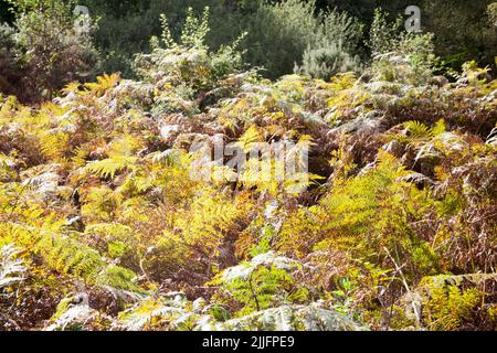 Felci e boschi misti a Kippford Dumfries e Galloway Scozia Foto Stock