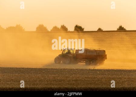 Raccolta del grano in corso, trattore con rimorchio per il carico. Il sole che illumina la polvere sollevata. Foto Stock