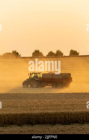 Raccolta del grano in corso, trattore con rimorchio per il carico. Il sole che illumina la polvere sollevata. Foto Stock
