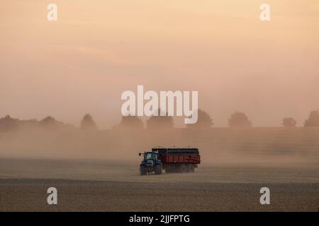 Raccolta del grano in corso, trattore con rimorchio per il carico. Il sole che illumina la polvere sollevata. Foto Stock