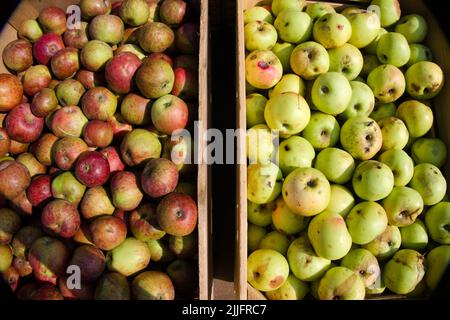 E' autunno e la raccolta di mele colorate viene consegnata in scatole di legno Foto Stock