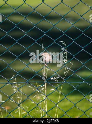 Sparrow isolato di fronte a sfondo verde naturale, piccolo passero seduto sulla recinzione o rete di filo. Idea di uccello concetto. Nessuna gente, nessuno. Foto Stock