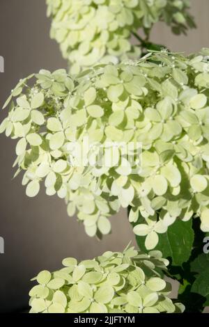 Hydrangea 'Limelight', Hydrangea paniculata 'Limelight' Hydrangeas, Flower, Blooming, Panicles, Hydrangea, fiori, panico Hydrangea Foto Stock