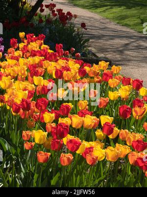 Tulipani nei giardini dello Springfields Outlet Shopping & Leisure, Spalding, Lincolnshire Foto Stock