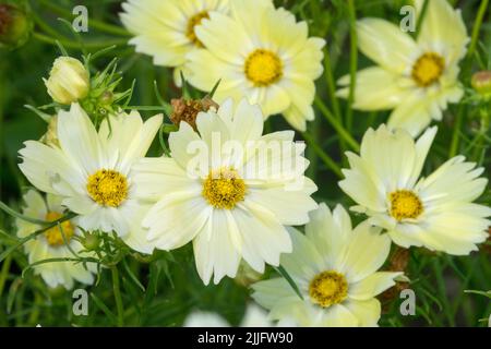 Common Cosmos "Xanthos", Garden Cosmos, Mexican aster, Cosmos bipinnatus Xanthos Annual, luglio, Plant Foto Stock