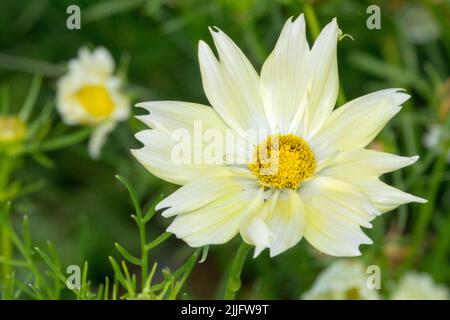 COSMOS Xanthos Fiore Cosmos bipinnatus Xanthos Foto Stock