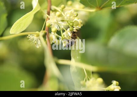 piccola bella ape sul linden fiore albero nel giardino Foto Stock