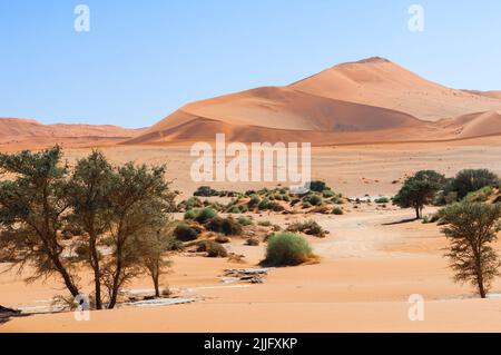 Dune e alberi di spine di cammello, Vachellia erioloba, nel deserto del Namib, Sossusvlei, Namibia, Africa. Foto Stock