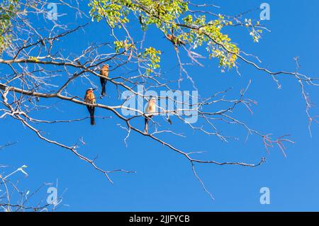 Apicologio, apicologio con fronte bianco su un ramo, Namibia Sud Africa. Foto Stock