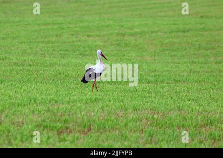 cicogna bianca in piedi nel verde erba estiva. Selvaggio uccello di campo mentre cerca il cibo Foto Stock