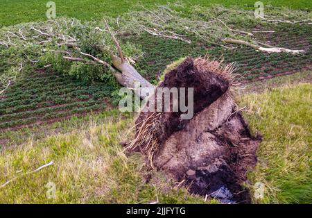 26 luglio 2022, Meclemburgo-Pomerania occidentale, Dömitz: Alberi sradicati si trovano accanto ad una strada ai margini della città. Nella piccola città sull'Elba, circa 100 alberi sono stati abbattuti e rami spezzati in un breve periodo di tempo, causando tetti, caravan e veicoli danneggiati o distrutti. Temporali con forti raffiche di vento hanno causato gravi danni regionali nel Meclemburgo-Pomerania occidentale. Foto: Jens Büttner/dpa Foto Stock