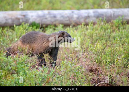 Wolverine (Guo guo) che si muove attraverso la foresta di taiga, Finlandia Foto Stock