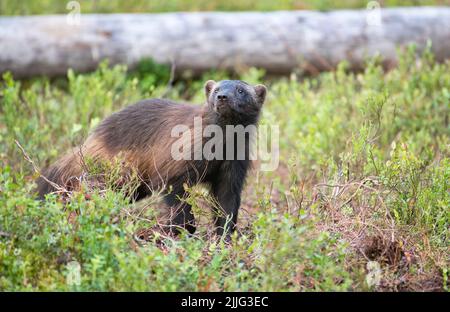 Wolverine (Guo guo) che si muove attraverso la foresta di taiga, Finlandia Foto Stock