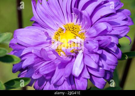 Fiore giallo blu Cina Aster, Callistephus chinensis, fiore giallo blu centro Foto Stock