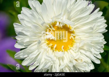 White, China Aster, Callistephus chinensis, Flower, Beauty, Fiore Foto Stock