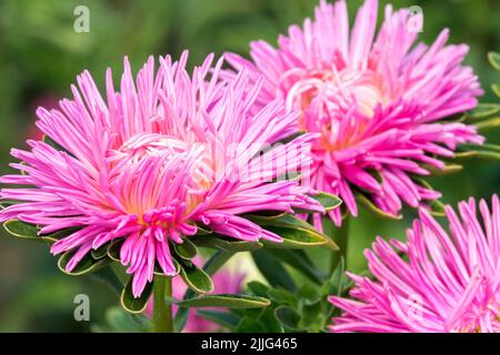 Rosa, China Aster, Callistephus chinensis, Aster, Chinese Aster, Fiori, bello, Callistephus, Astro rosa, Fiore Foto Stock