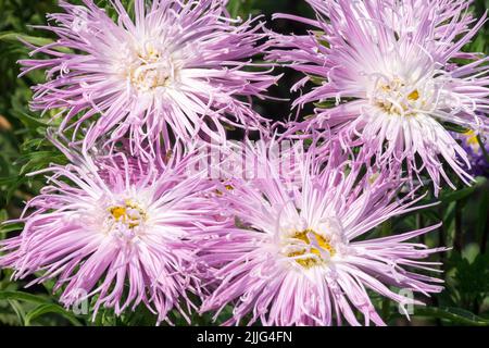 Anster cinese, Callistephus chinensis, Chinese Aster Flowers Cina assaggiatori Foto Stock