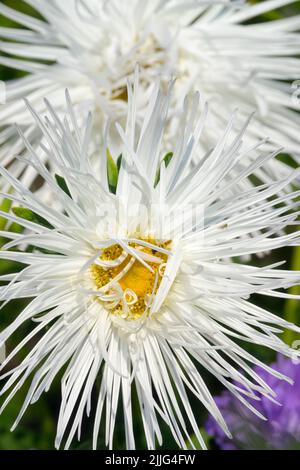 Beautiful White, China Aster, Callistephus chinensis, Asters, Needle Foto Stock