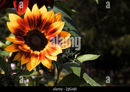 Harlequin Girasole. Foto Stock