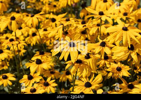 Bordo giardino di Rudbeckia giallo. Foto Stock