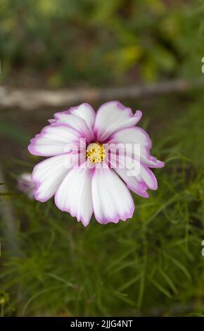 Primo piano di un Cosmo bianco e rosa su sfondo sfocato. Foto Stock