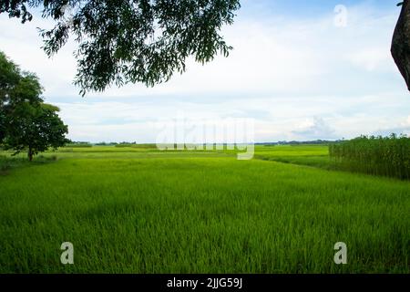 Bellissimi campi di riso verdi con cieli nuvolosi contrastanti Foto Stock