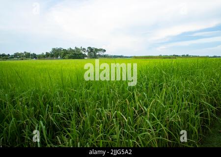 Bellissimi campi di riso verdi con cieli nuvolosi contrastanti Foto Stock