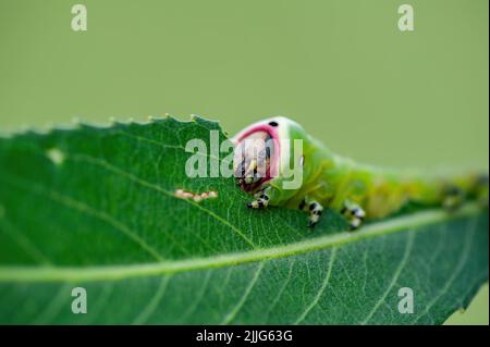 Cerura Vinula o Puss Moth Caterpillar mangiare Green Leaf Macro Foto Stock