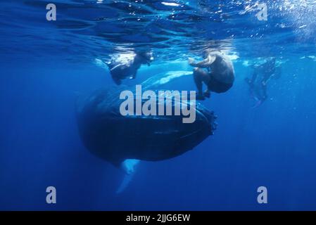 Humpback Whale (Megaptera novaeangliae), maschio attacca un gruppo di snorkelers, Silverbanks, Repubblica Dominicana, Caraibi Foto Stock