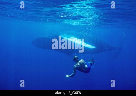 Schnorchler bei einem Buckelwal (Megaptera novaeangliae), im blauen Wasser, Silverbanks, Dominikanische Republik, Karibik | orologi snorkeling a Humpba Foto Stock