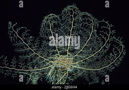 Basket Star, Caribbean Basket Star (Astrophyton muricatum, Euryale muricatum), il mangiatore di frittelle è comunemente trovato al nigth, con, Cuba, Caraibi Foto Stock