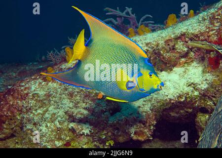 Queen Anglefish (Holacanthus ciliaris), in una barriera corallina caraibica, Cozumel, Messico, Caraibi Foto Stock