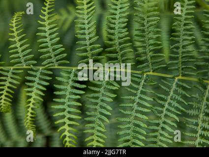 Primo piano di una foglia di una pianta di Bracken, (Pteris aquilina). Le foglie sono conosciute come fronti Foto Stock