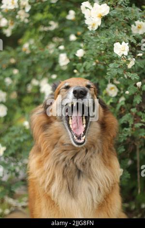 Cane di razza mista senior (pastore belga tervueren mix) che sbava di fronte a un bel cespuglio di rose bianche. Foto Stock